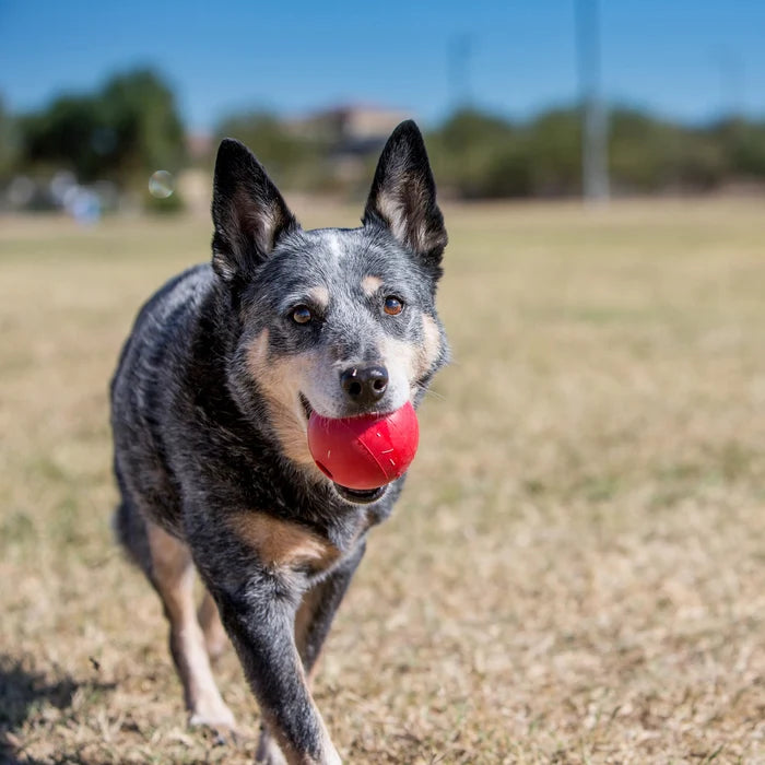 KONG® Ball w/Hole Dog Fetch Toy Medium/Large