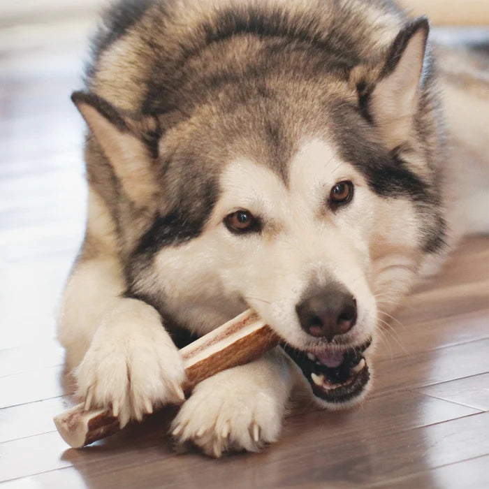 KONG® Wild Antler Whole Large