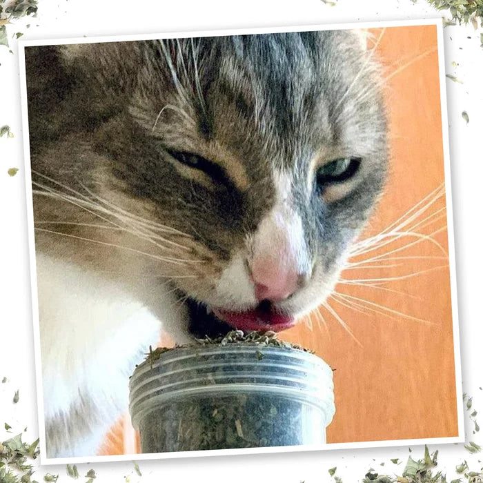 Meowijuana Meowi-Waui - Primo Kitty Weed