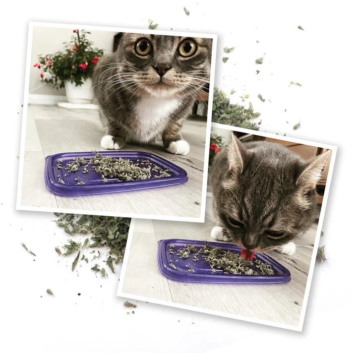Meowijuana Meowi-Waui - Primo Kitty Weed