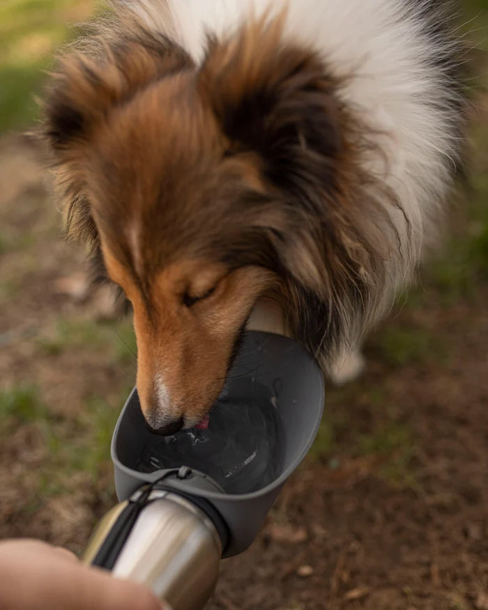Messy Mutts Stainless w/Silicone Travel Water Bottle Cool Grey 24oz