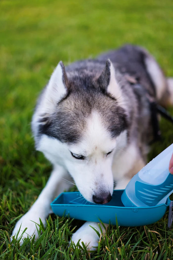 Messy Mutts Travel Water Bottle with Removable Bowl, 16oz / 500mL, Teal
