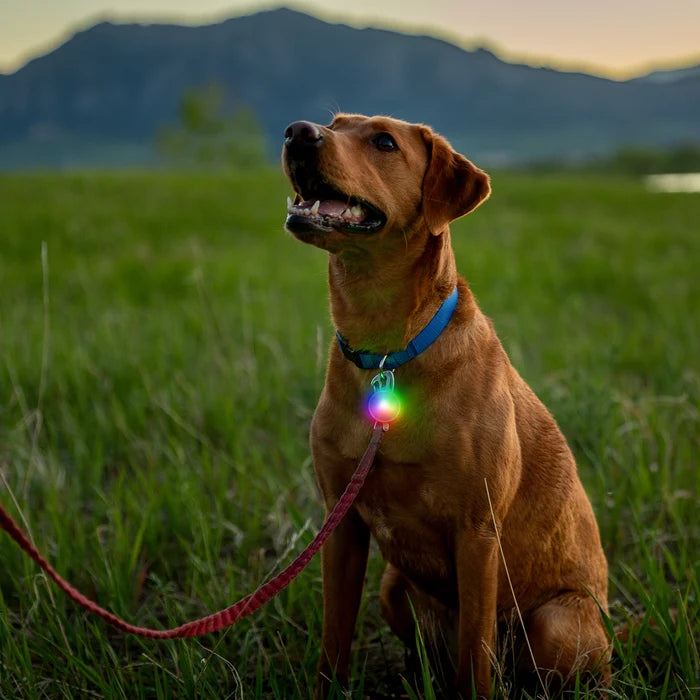 Nite Ize Spotlit Rechargeable Collar Light - Disc-O Tech