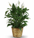 Peace Lily