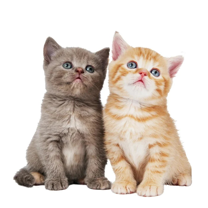Pet Eyez Vitamin Treats for Cats Chicken Formula 1oz