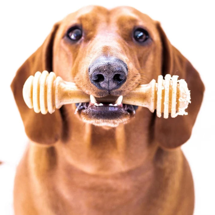 SodaPup Nylon Honey Bone Ultra Durable Dog Chew Toy Small 4.25"