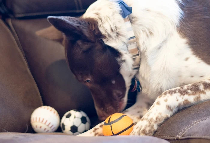 ThoozyPet 24PC PDQ - Tennis Ball Assorted (Baseball / Basketball / Soccer) Fetch Dog Toy  2.5"