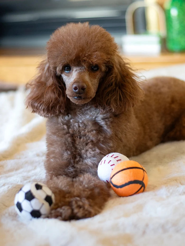 ThoozyPet 24PC PDQ - Tennis Ball Assorted (Baseball / Basketball / Soccer) Fetch Dog Toy  2.5"