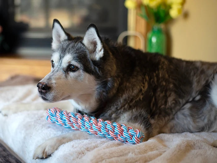 ThoozyPet Knotted Fetch Stick Rope Dog Toy Blue / Red 12.5"