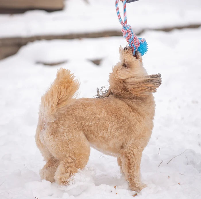 ThoozyPet Knotted Tug Rope Dog Toy with TPR Spike Ball Orange / Teal 16"