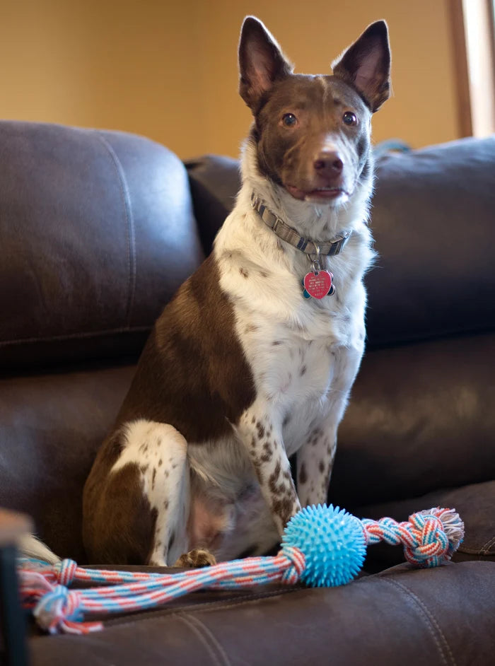 ThoozyPet Squid Tails Tug Rope Dog Toy with TPR Spike Ball Blue / Red 22"