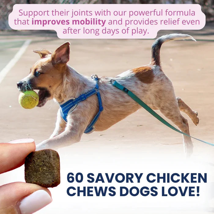 Under the Weather Hip & Joint Soft Chew 60ct