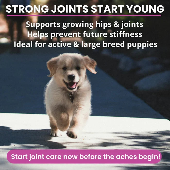 Under the Weather Hip & Joint Soft Chew 60ct