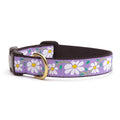 Up Country Daisy Collar Med Wide