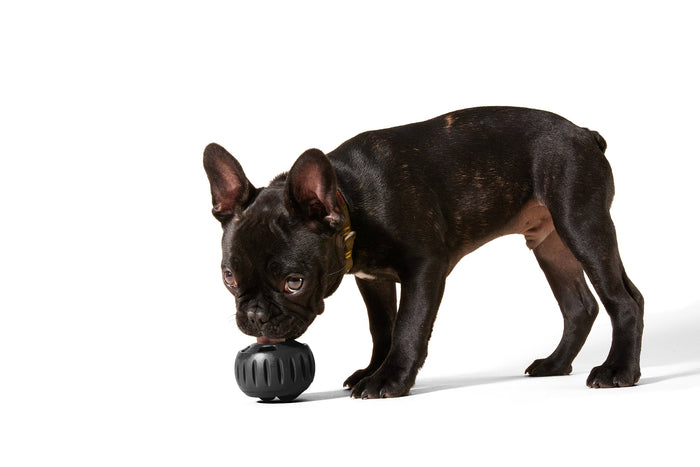 WOOF Pupsicle 'Power Chewer' Black Small